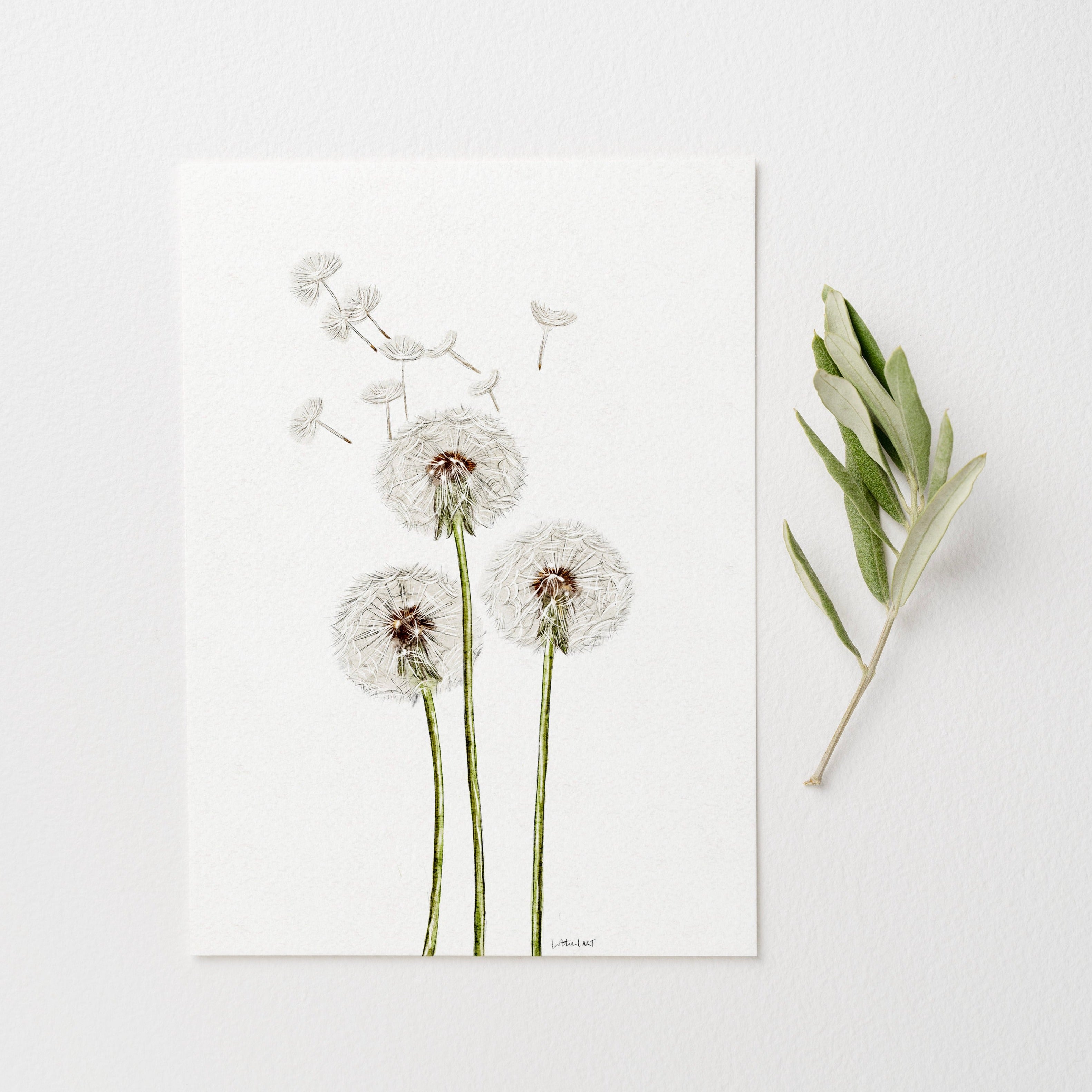 Dandelion Watercolour Print 🤍