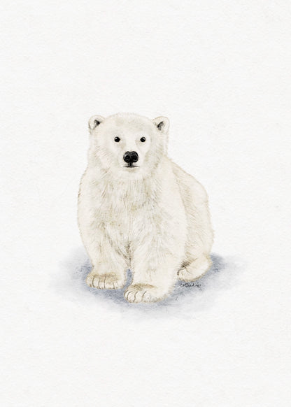 Polar Bear Fine Art Print 🐻‍❄️
