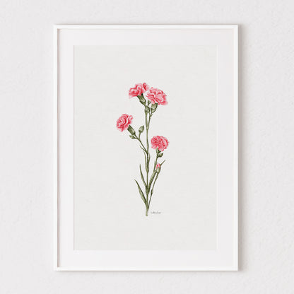 Carnations Watercolour Print 💗