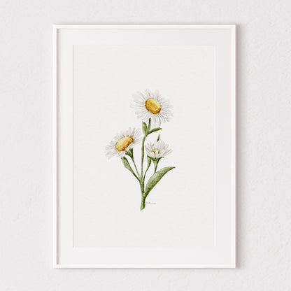 Daisies Watercolour Print 🌼