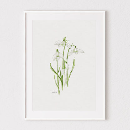 Snowdrops Fine Art Print 🤍