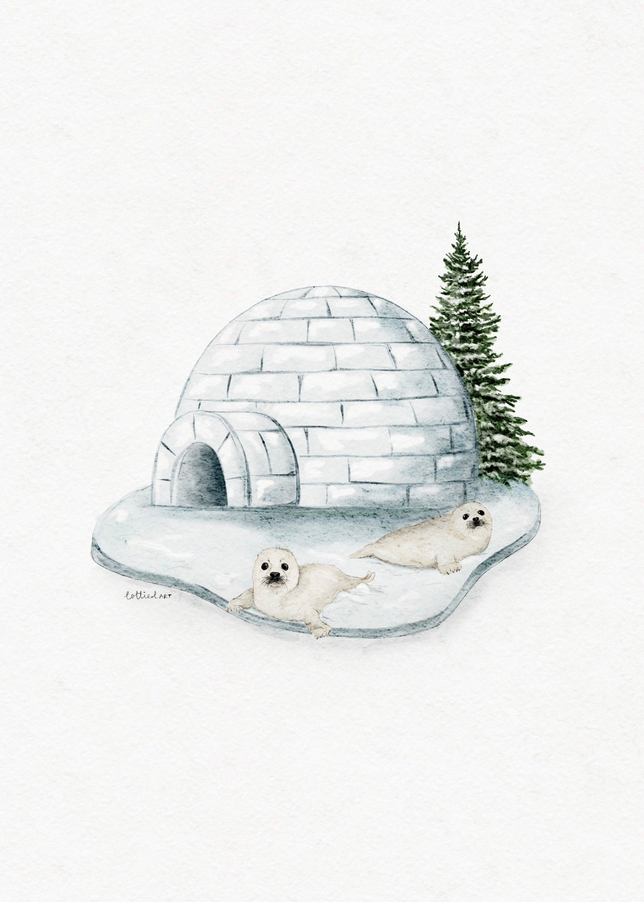 The Seals Igloo Fine Art Print 🦭