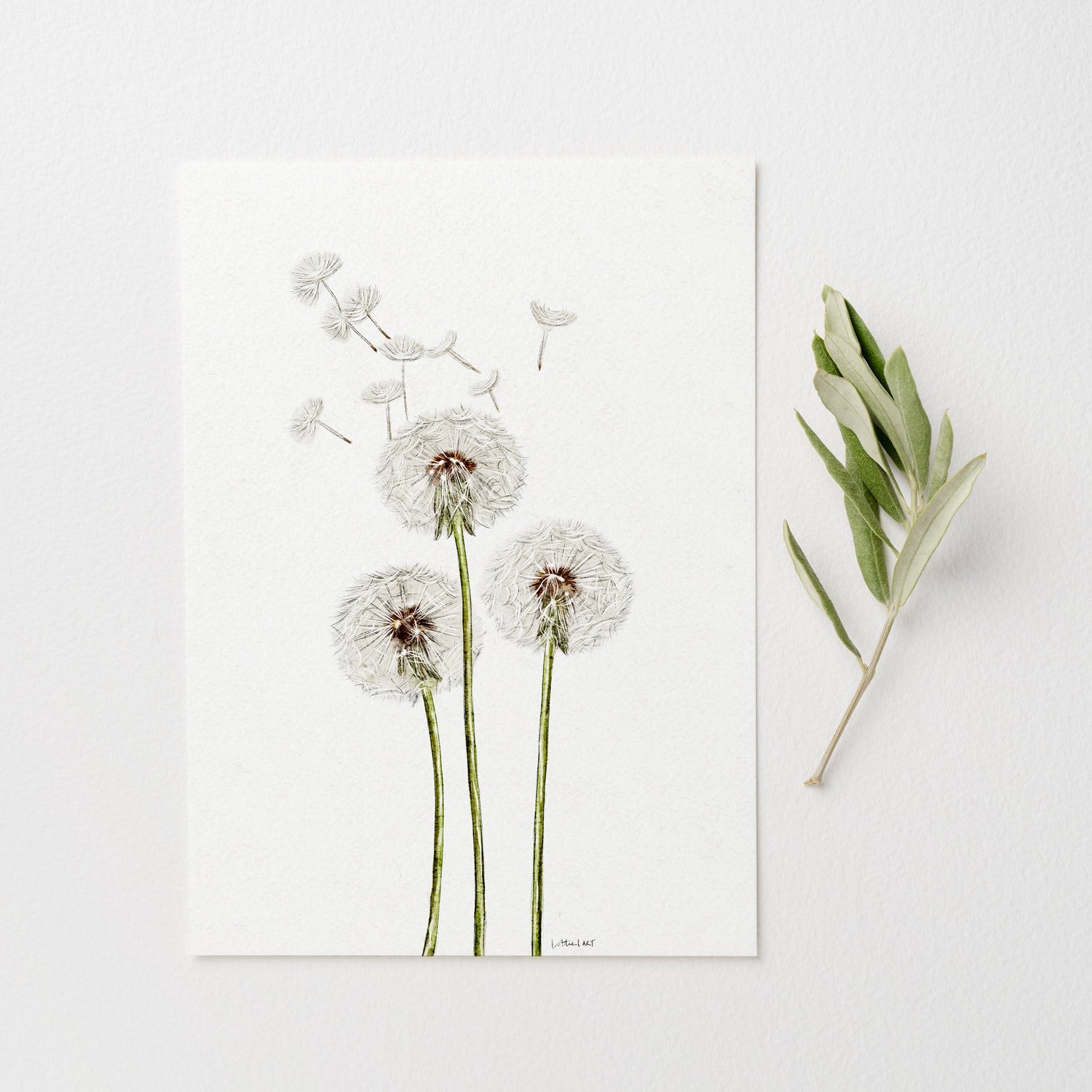 Dandelion Watercolour Print 🤍