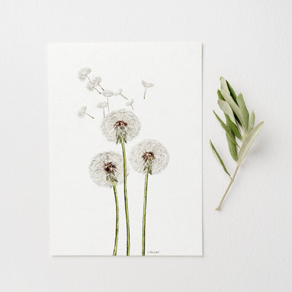 Dandelion Watercolour Print 🤍